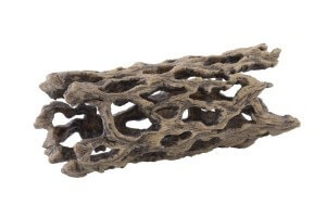 Cholla cactus skeleton